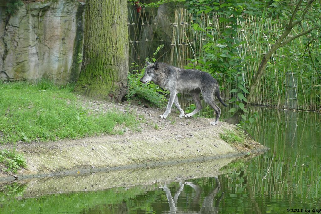 Westlicher Timberwolf (Mackenzie-Valley-Wolf)