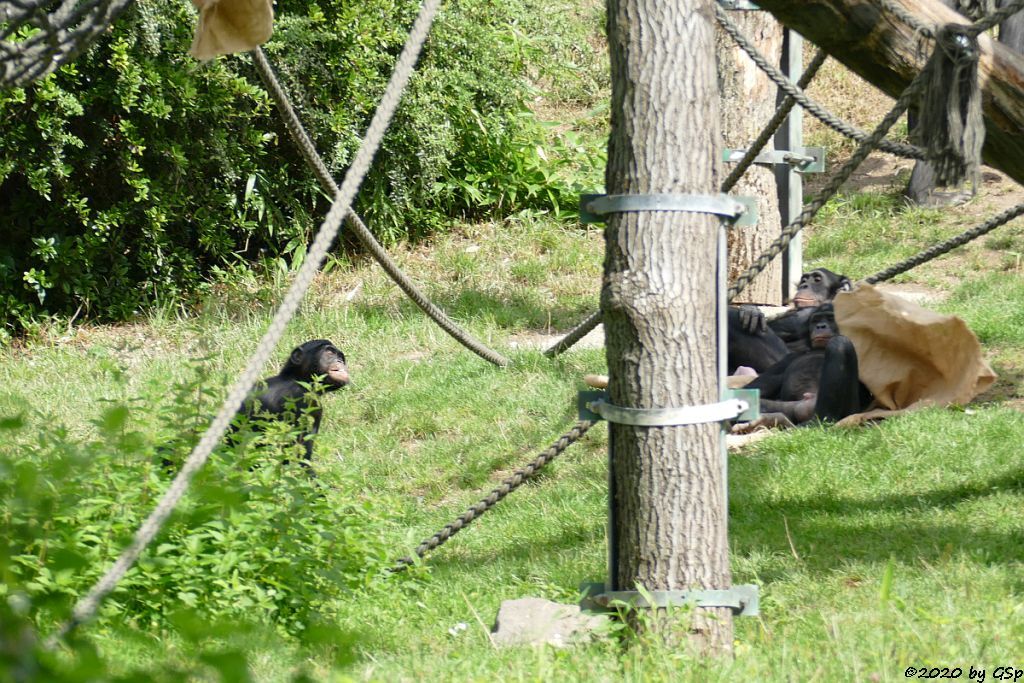 Bonobo (Zwergschimpanse)