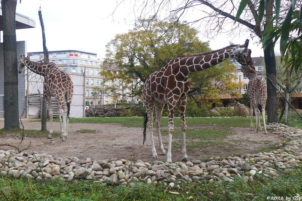 Netzgiraffe