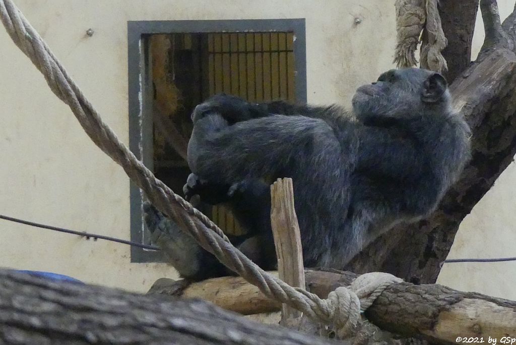 Gewöhnlicher Schimpanse (Gemeiner Schimpanse, Schimpanse)