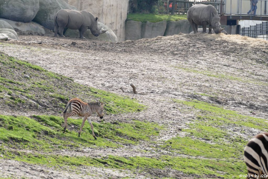 Böhm-Steppenzebra (Grant-Zebra), Südliches Breitmaulnashorn