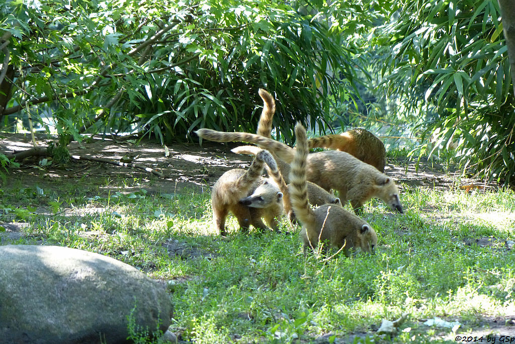 Nasenbär