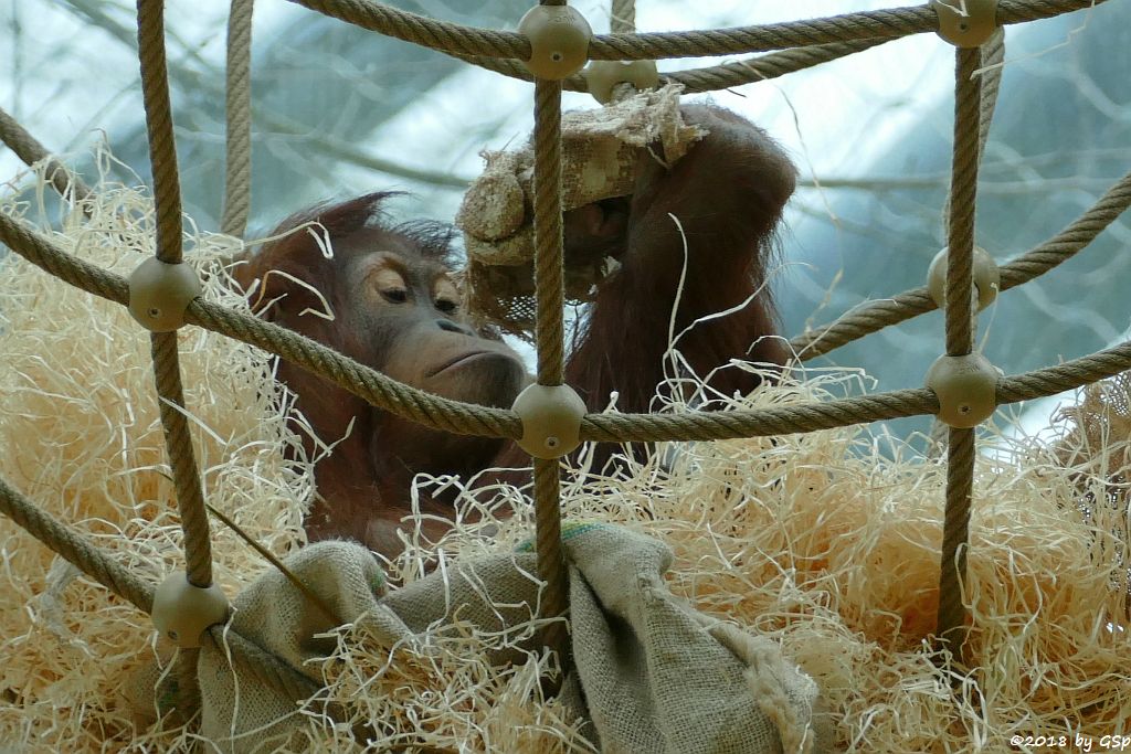 Sumatra-Orang-Utan