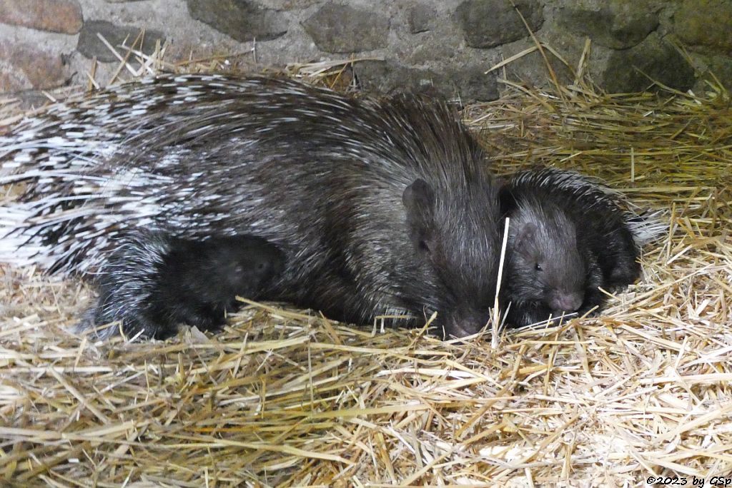 Weißschwanz-Stachelschwein (Indisches Stachelschwein), Jungtiere geb. am 19.6.+23.4.23