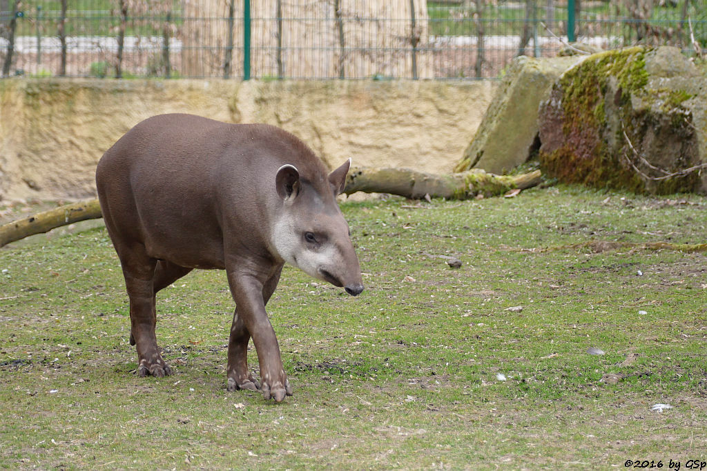 Flachlandtapir