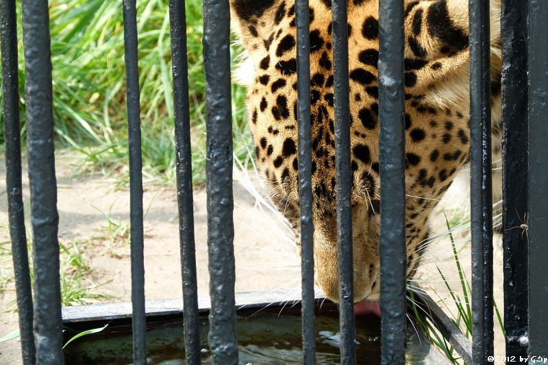 Nordchinesischer Leopard