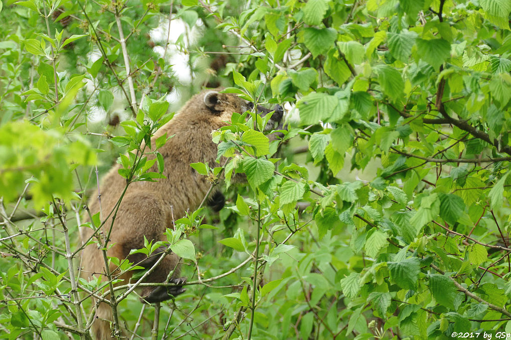 Roter Nasenbär (Gewöhnlicher Nasenbär, Südamerikanischer Nasenbär)