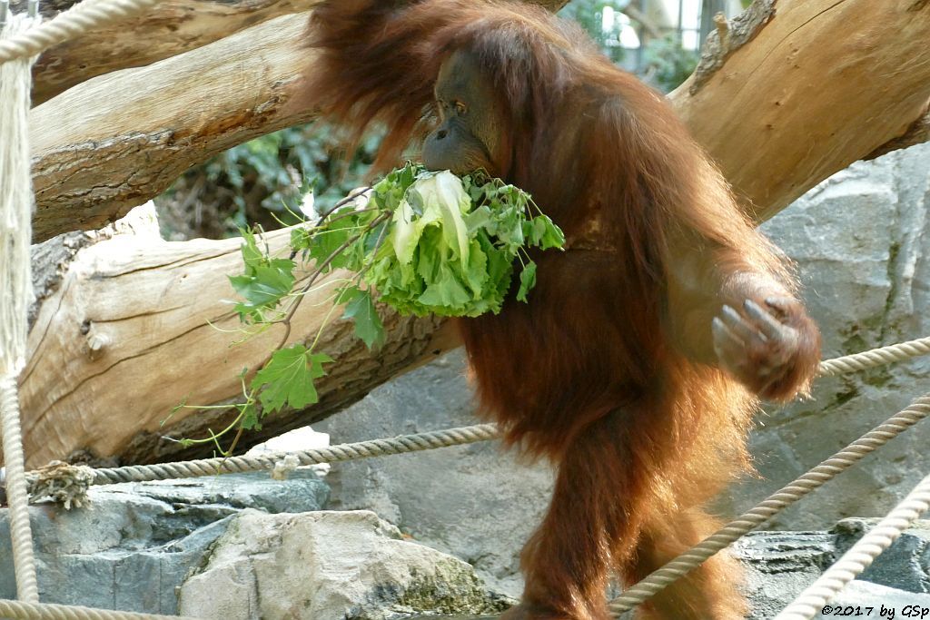 Sumatra-Orang-Utan