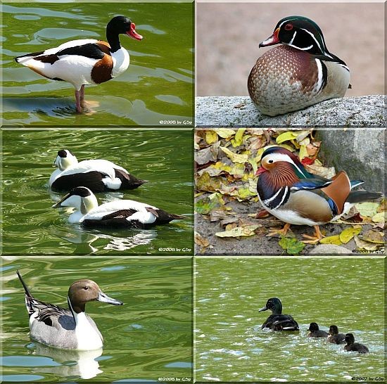 Enten und Gänse - 57 Fotos