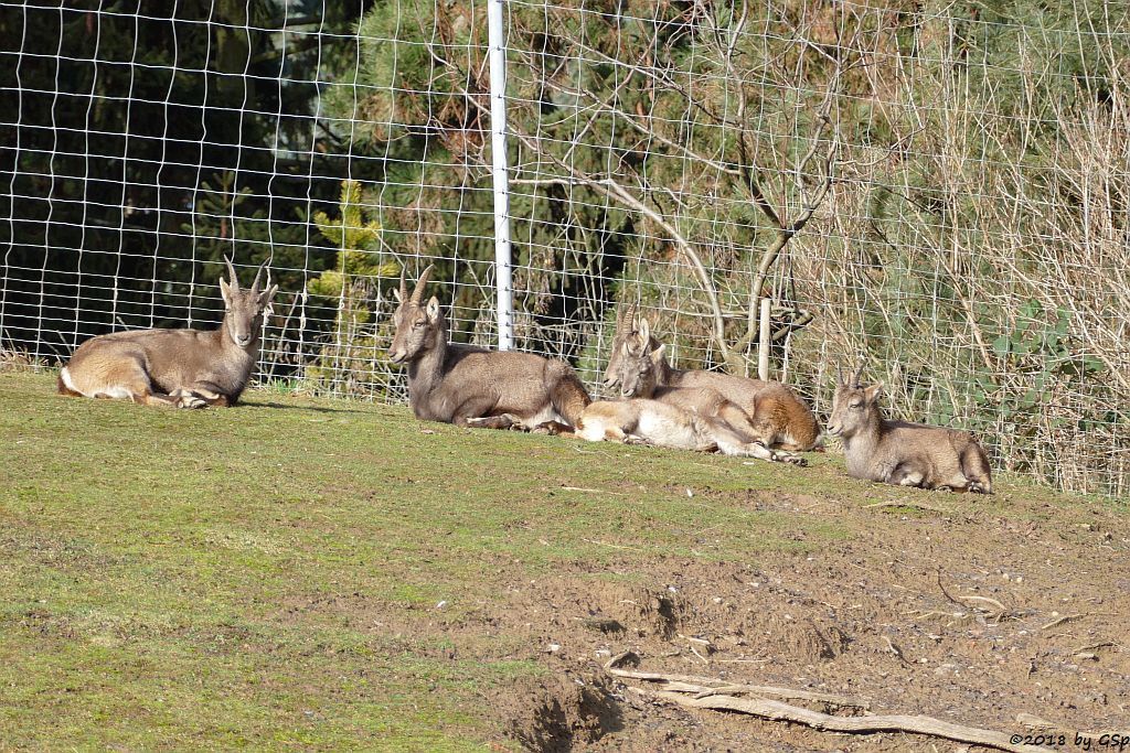 Alpensteinbock