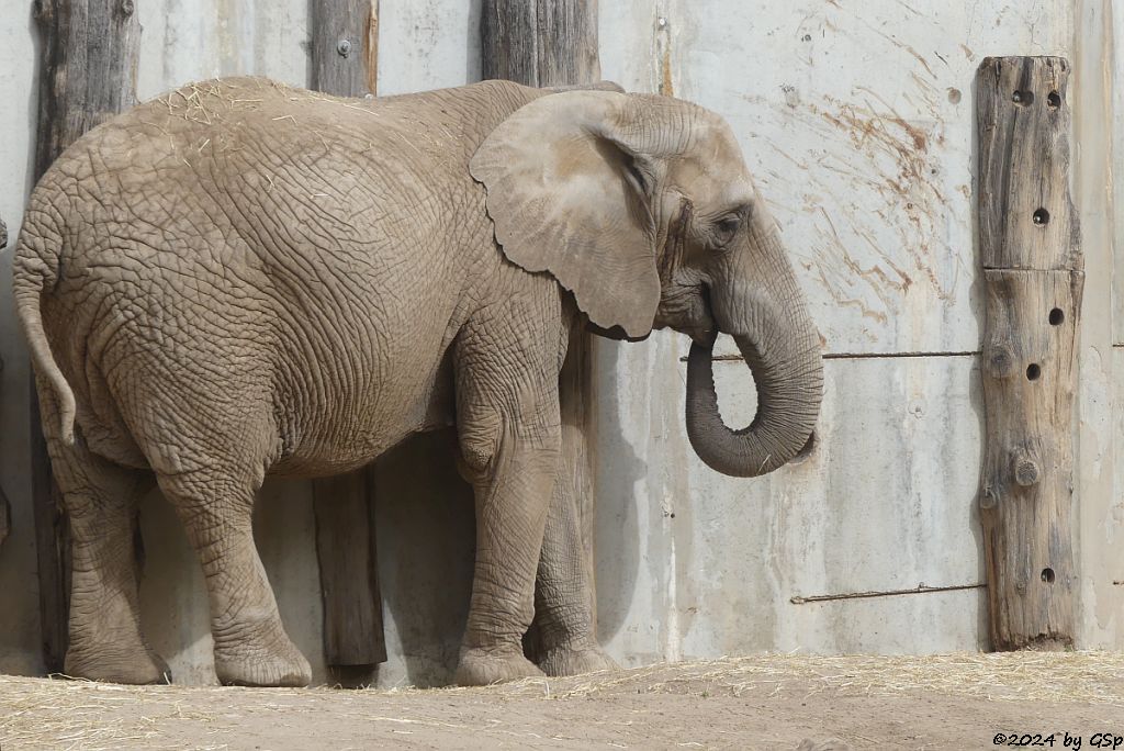 Elefanten Zoo Halle: 