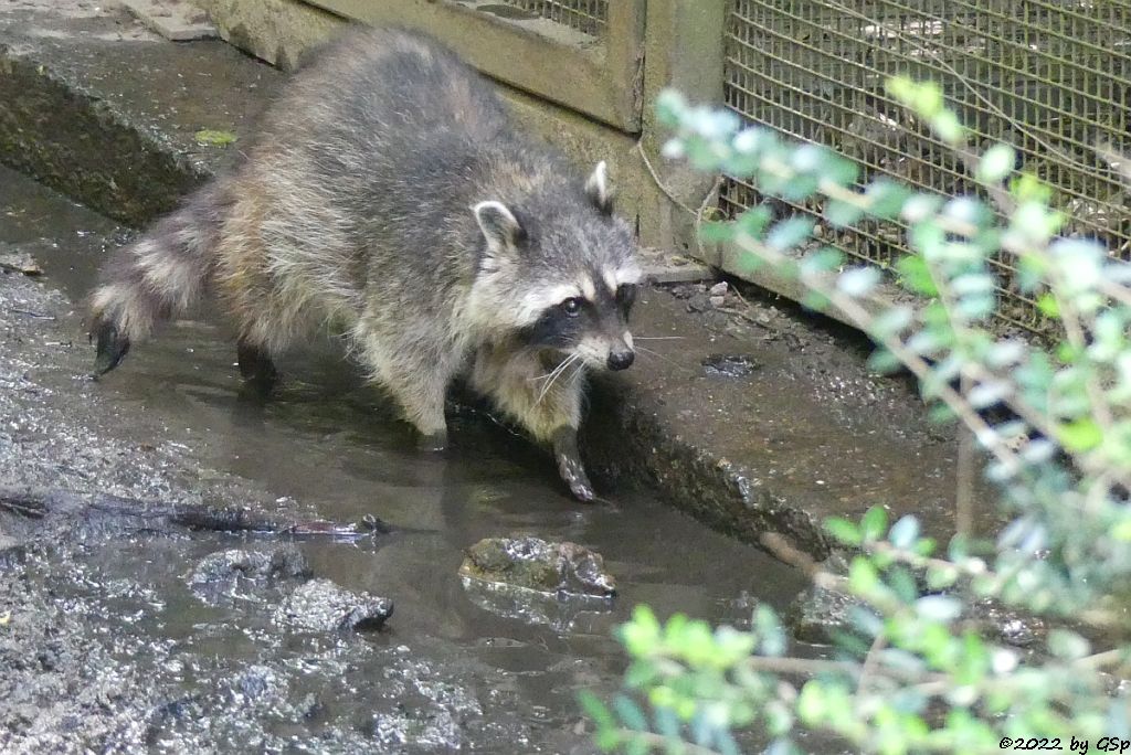 Nordamerikanischer Waschbär