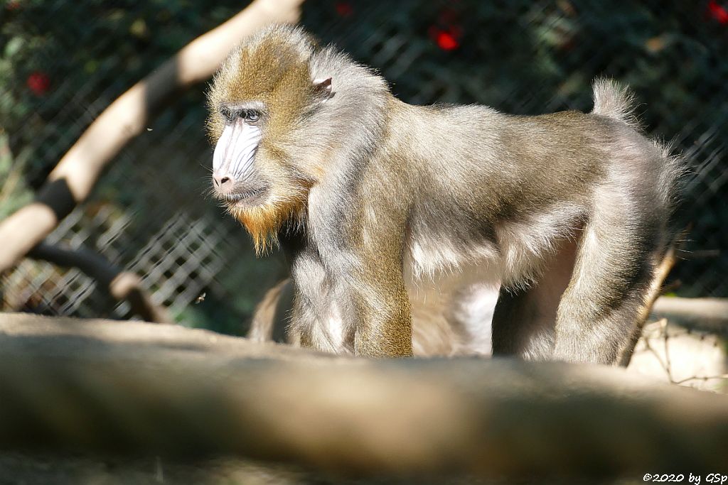 Mandrill