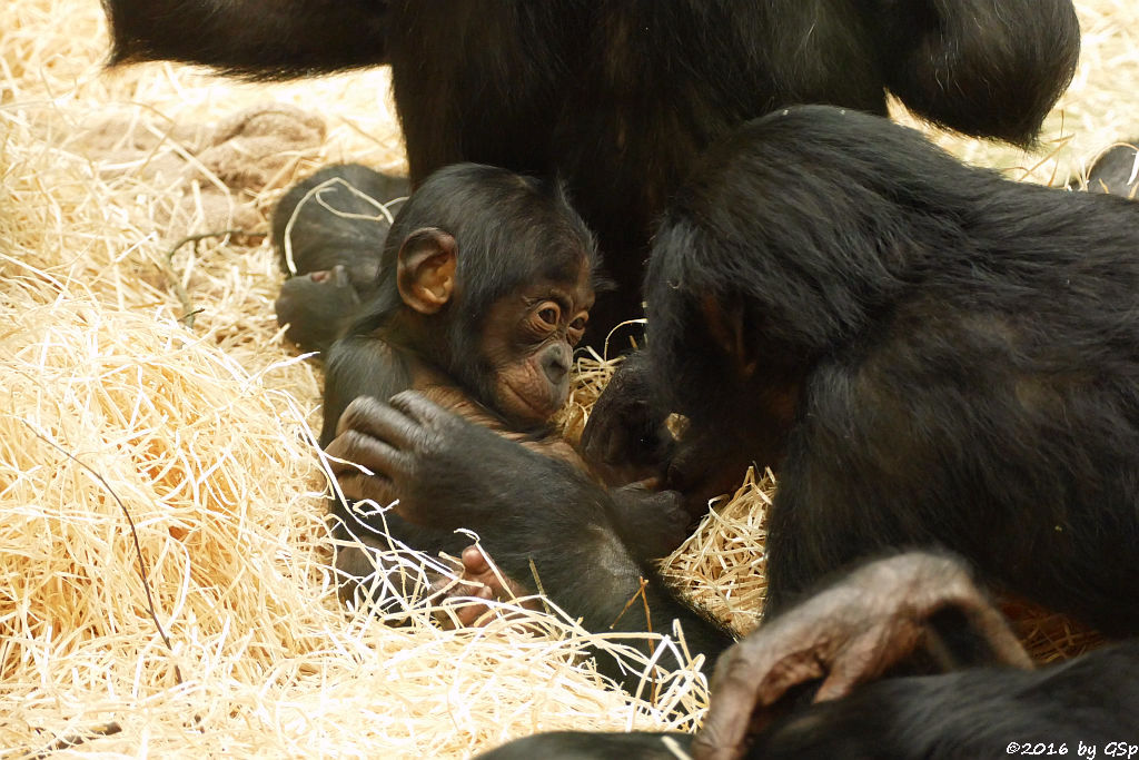 Bonobo BINA, geb. am 3.4.15 (1 Jahr alt)