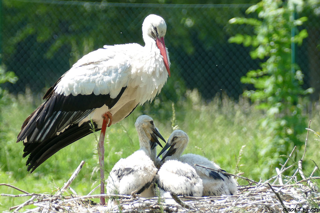 Weißstorch