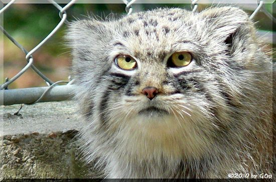 Manul (Pallaskatze)