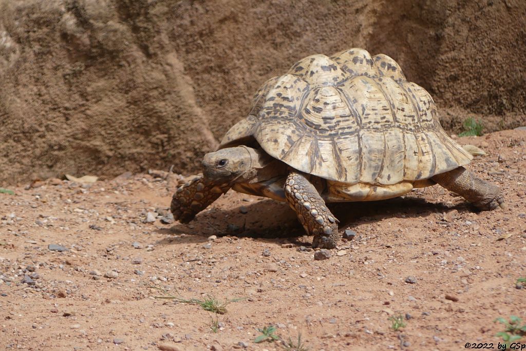 Pantherschildkröte