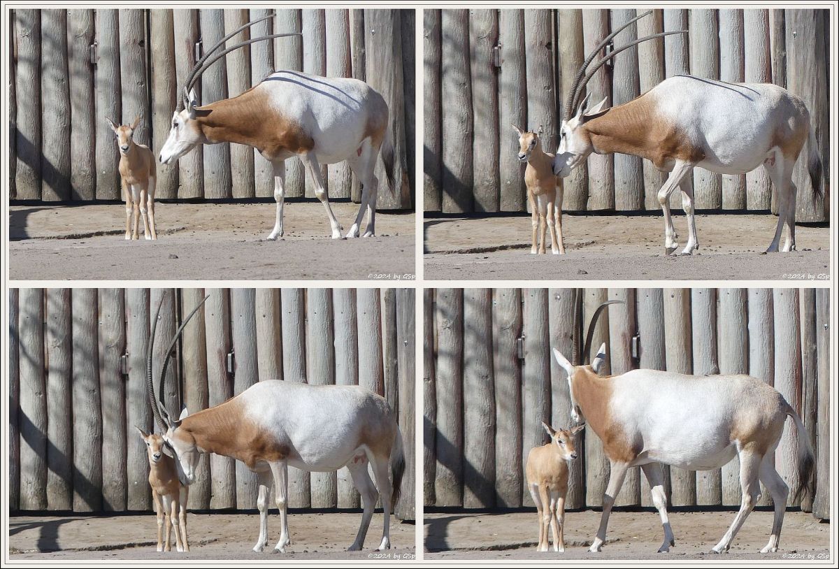 Säbelantilope