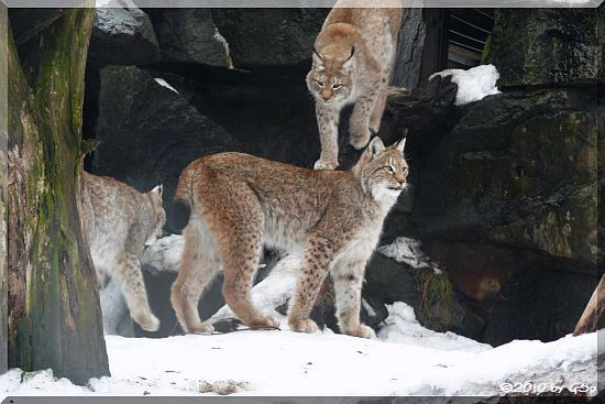 Altai-Luchs