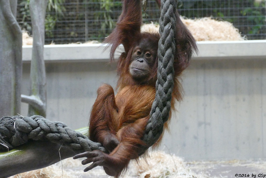 Sumatra-Orang-Utan