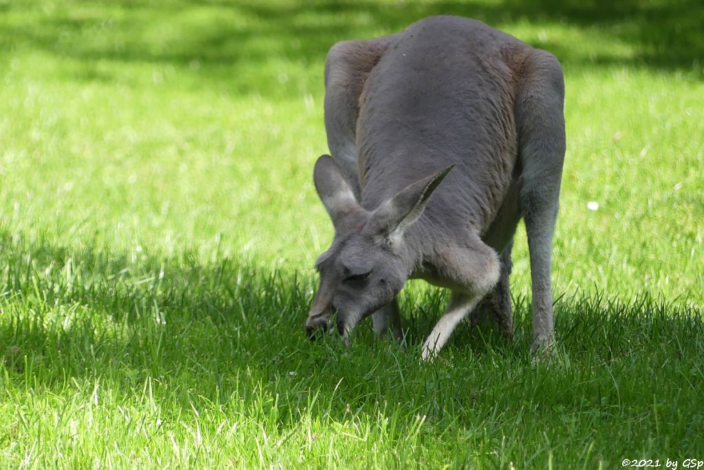 Rotes Riesenkänguru