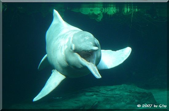 Amazonas-Flussdelfin