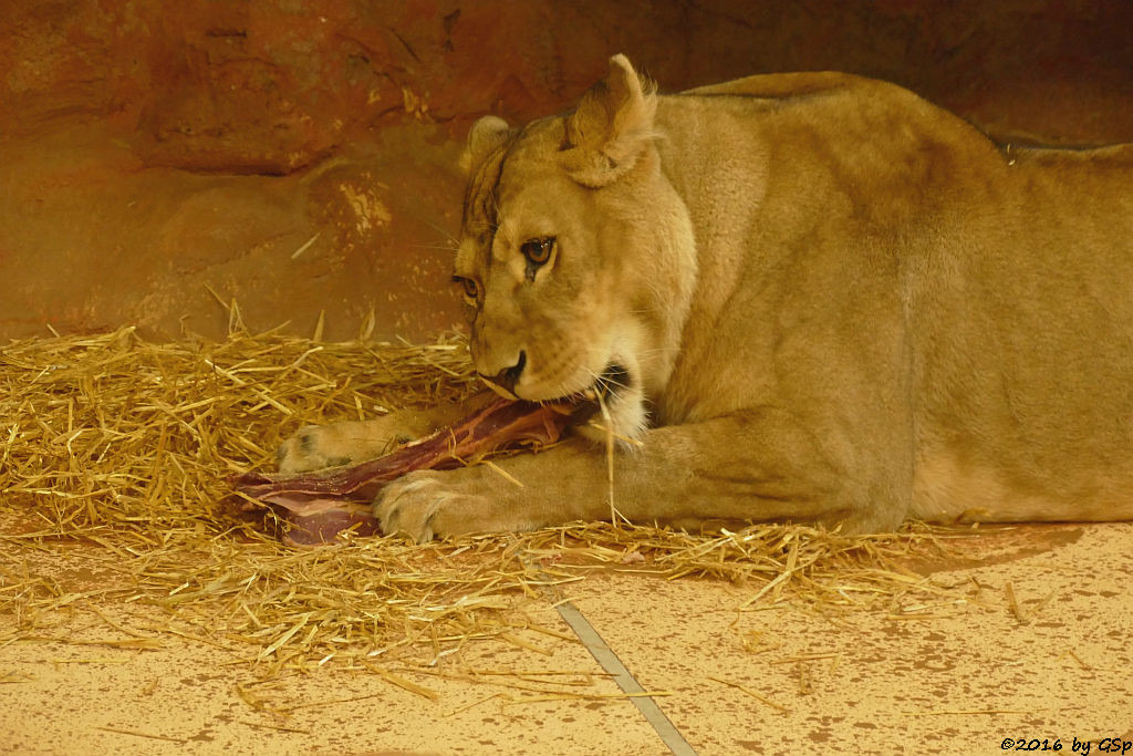 Angola-Löwin  (Katanga-Löwin) NALA