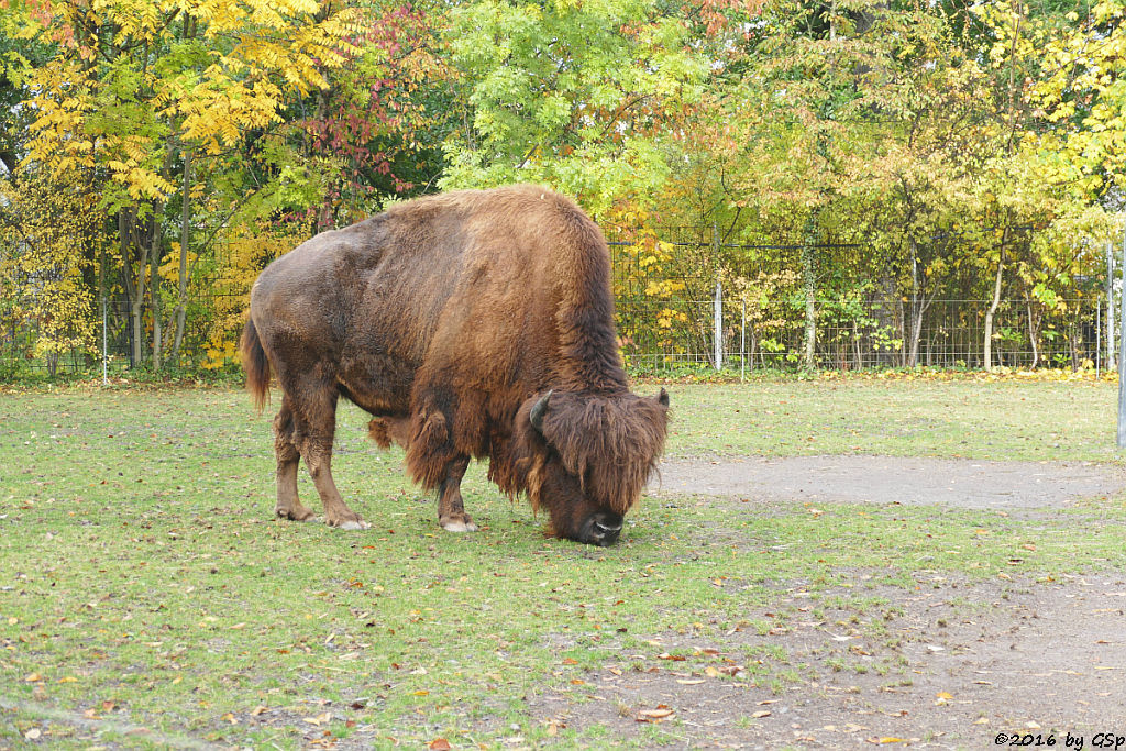 Amerikanischer Bison