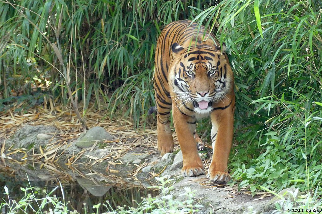 Sumatratiger VANNI