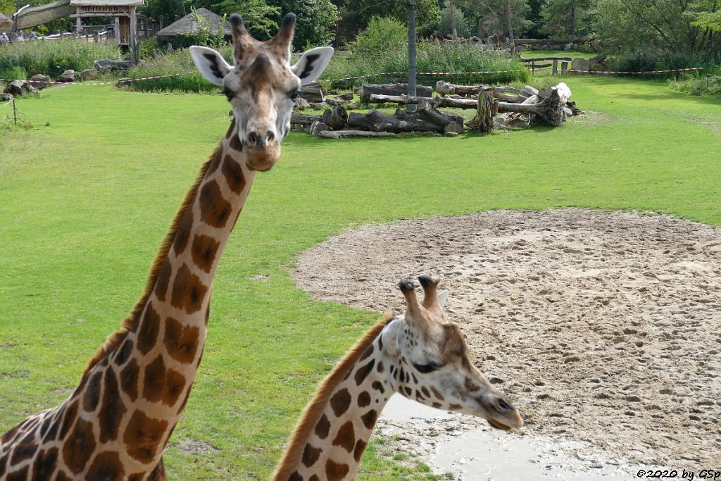 Rothschildgiraffe (Uganda-Giraffe, Baringo-Giraffe)