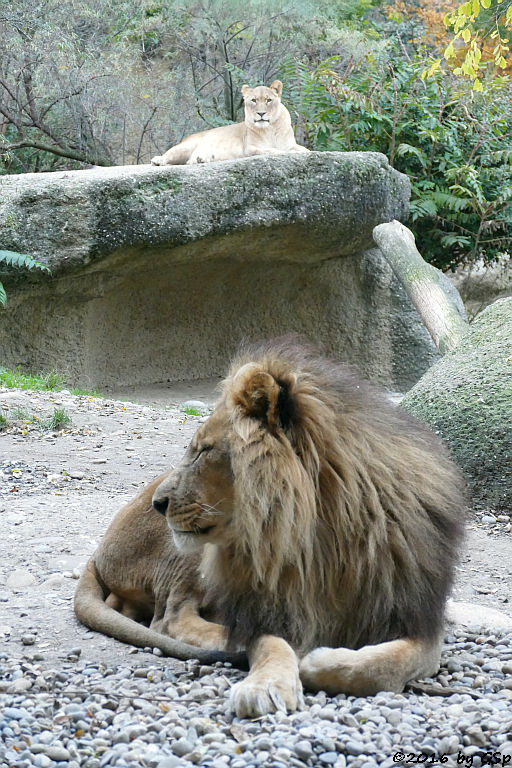 Kalahari-Löwe (Etoscha-Löwe, Wüstenlöwe)