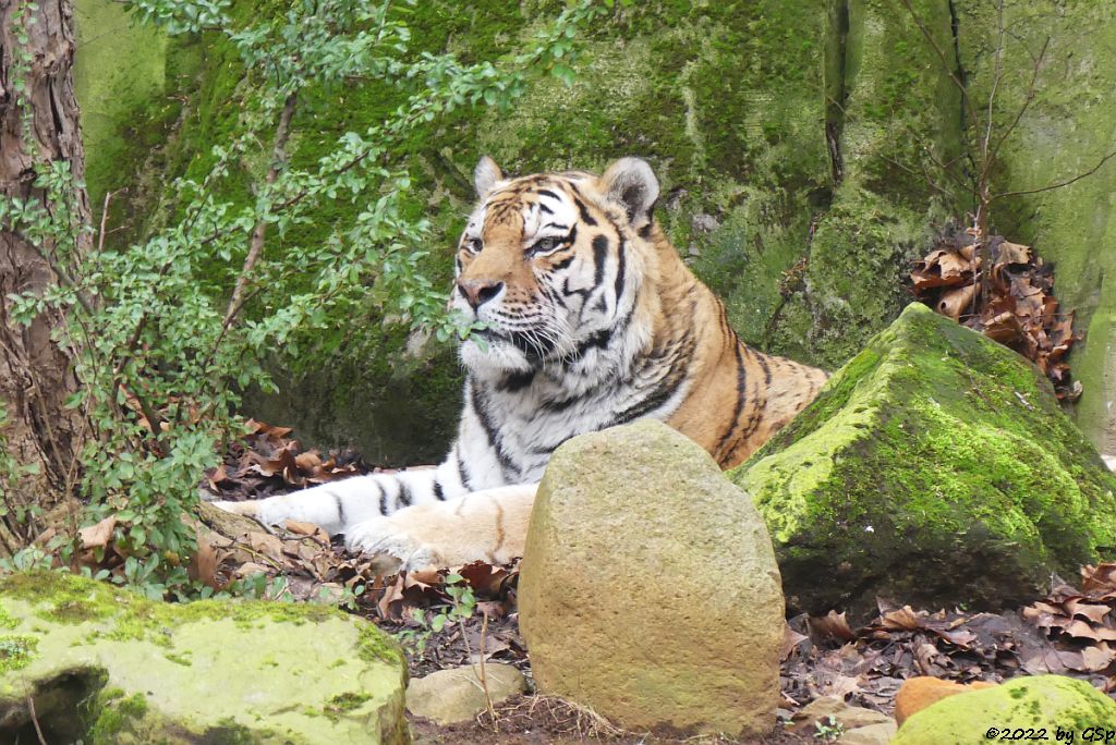 Amurtiger (Sibirischer Tiger, Mandschu-Tiger)