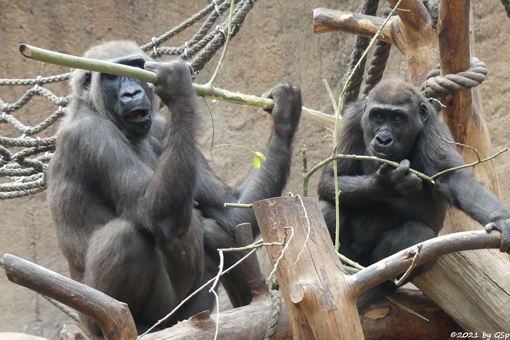 Westlicher Flachlandgorilla