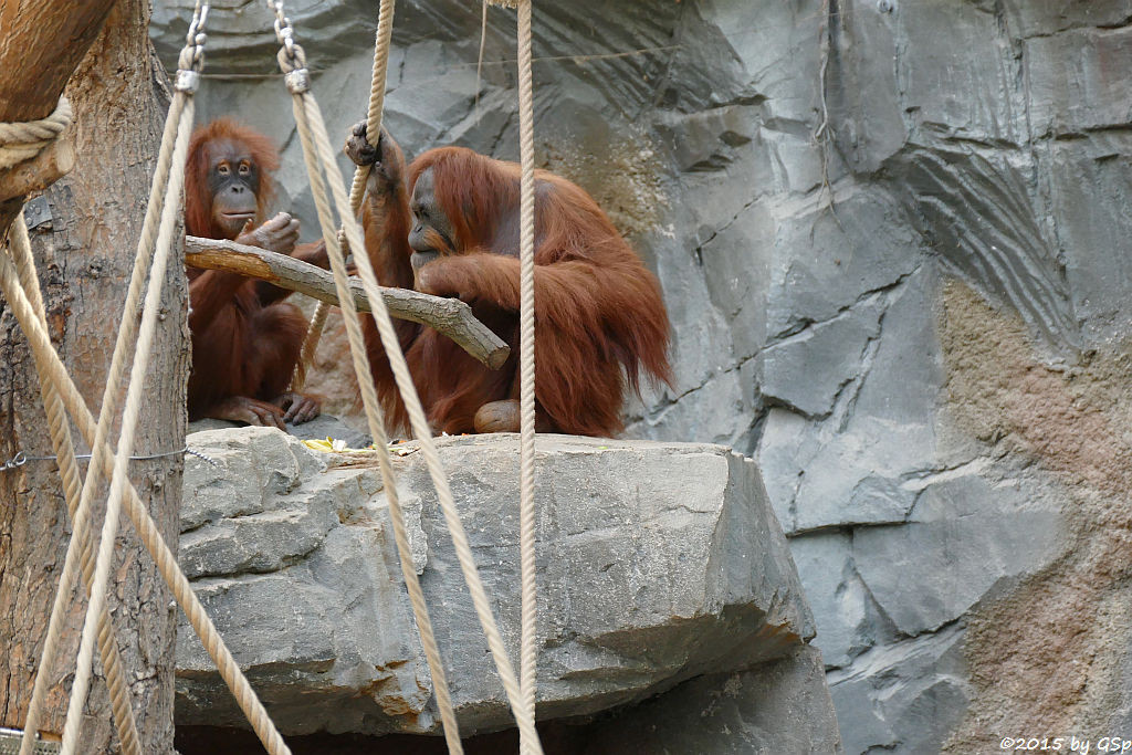 Sumatra-Orang-Utan