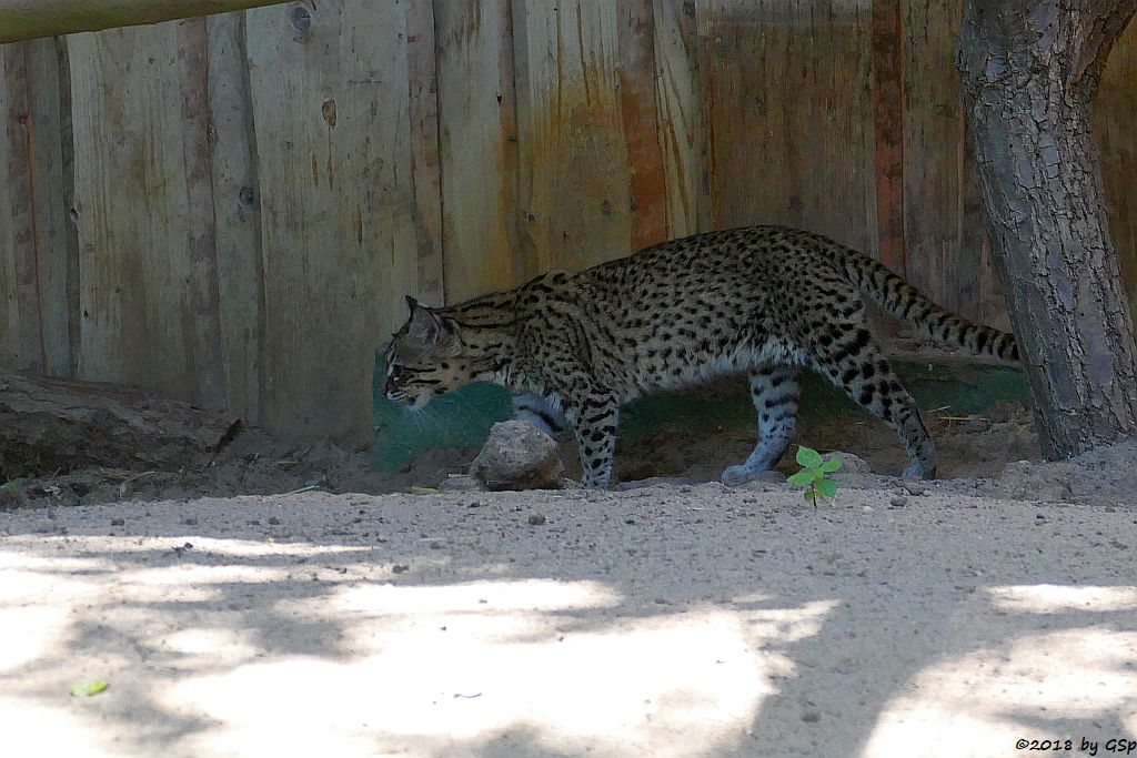 Kleinfleckkatze (Salzkatze, Geoffroy-Katze)