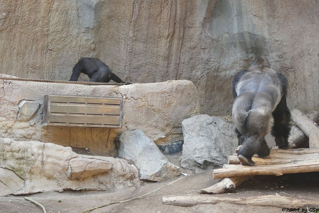 Westlicher Flachlandgorilla