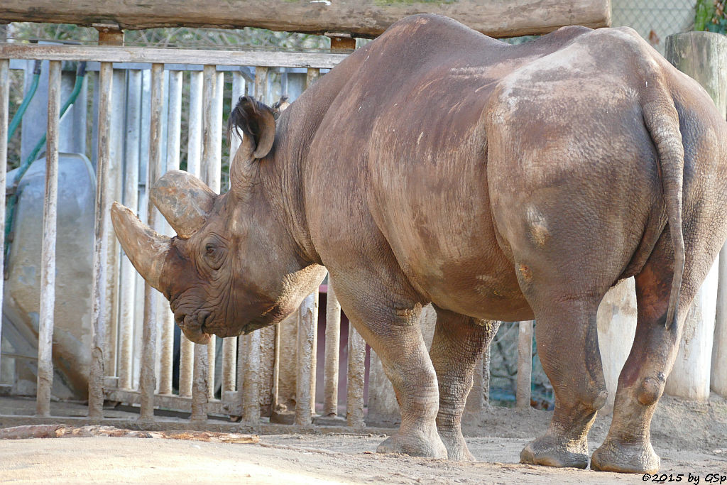 Spitzmaulnashorn KALUSHO