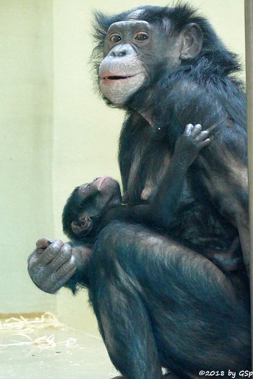 Bonobo (Zwergschimpanse)