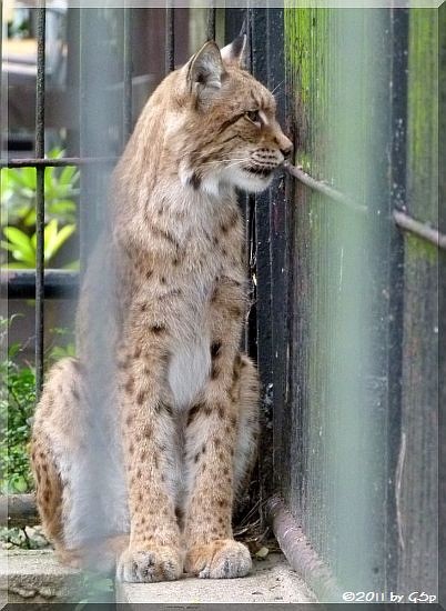  Luchs