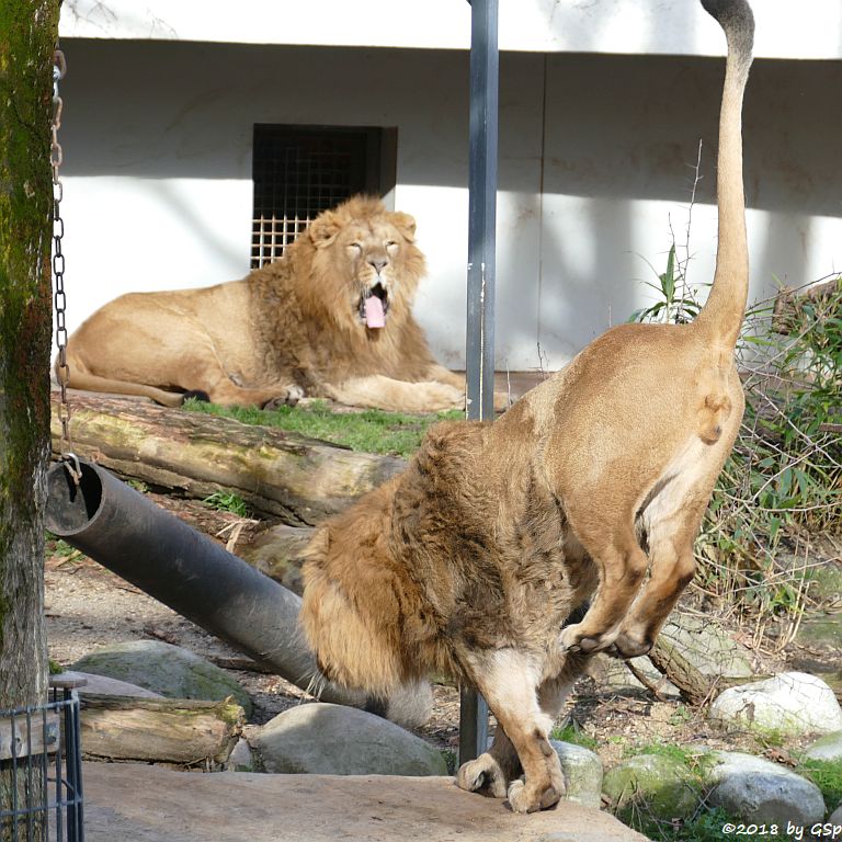 Asiatischer Löwe