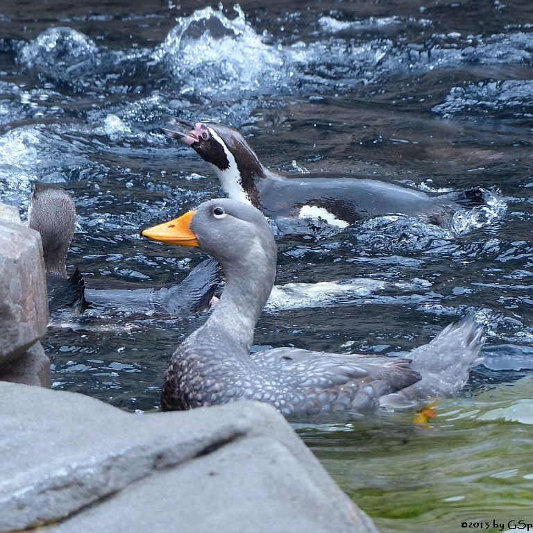 Humboldt-Pinguin, Magellan-Dampfschiffente