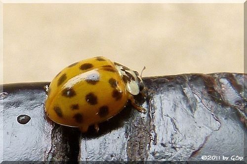 Asiatischer Marienkäfer