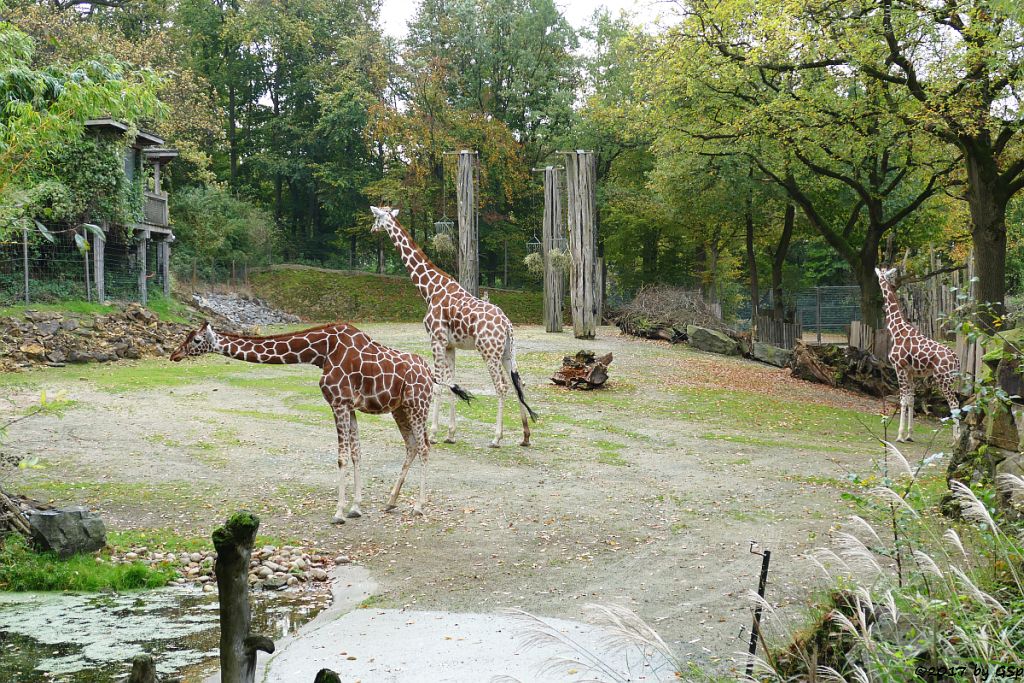 Osnabrück, Zoo - Orchifant - Botanische und Zoologische Gärten