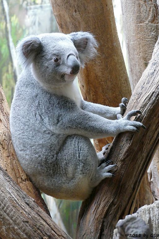 Queensland-Koala