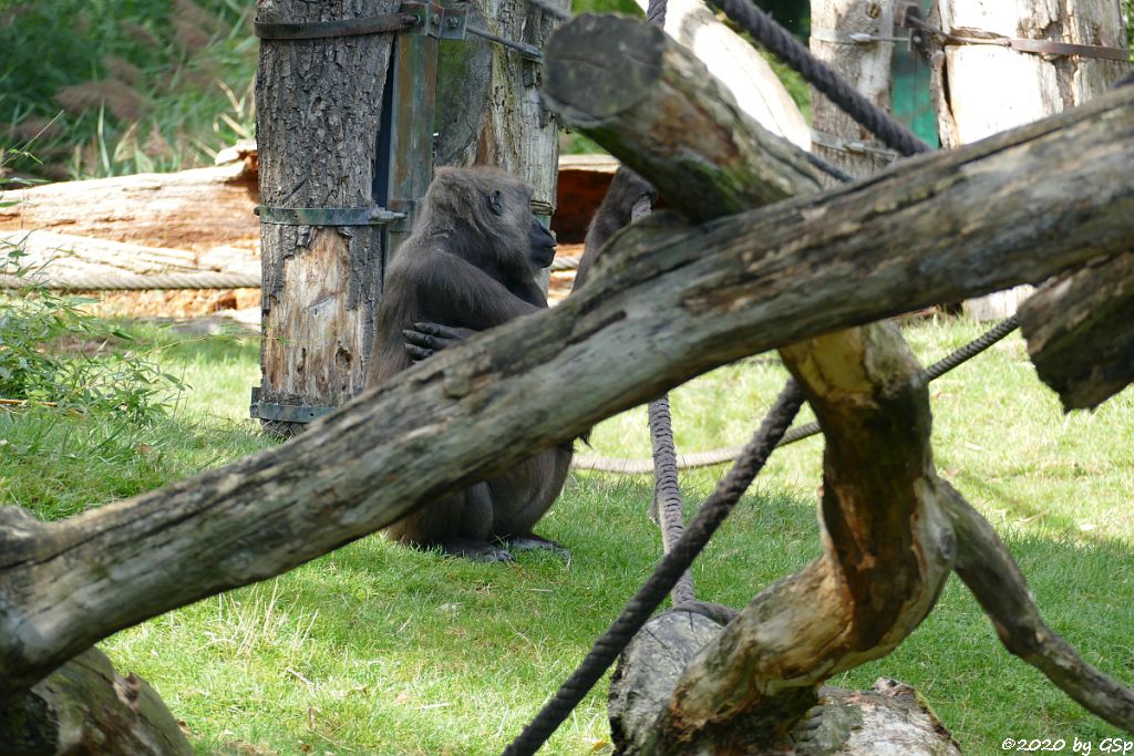 Westlicher Flachlandgorilla