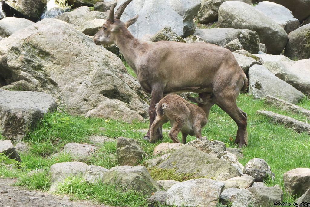 Alpensteinbock