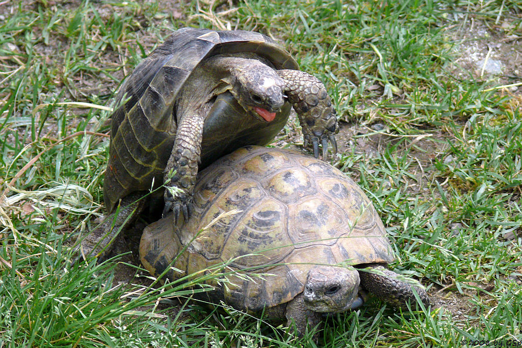 Maurische Landschildkröte, Griech. Landschildkröte