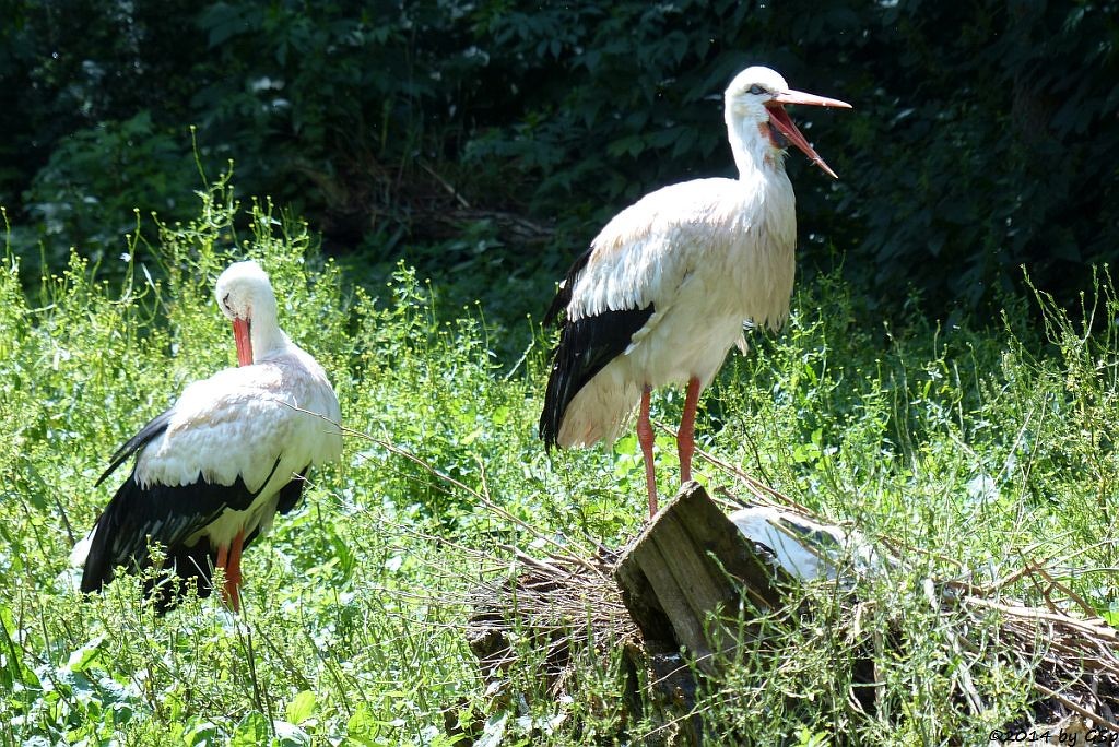 Weißstorch, Küken geschl. 22.05.14