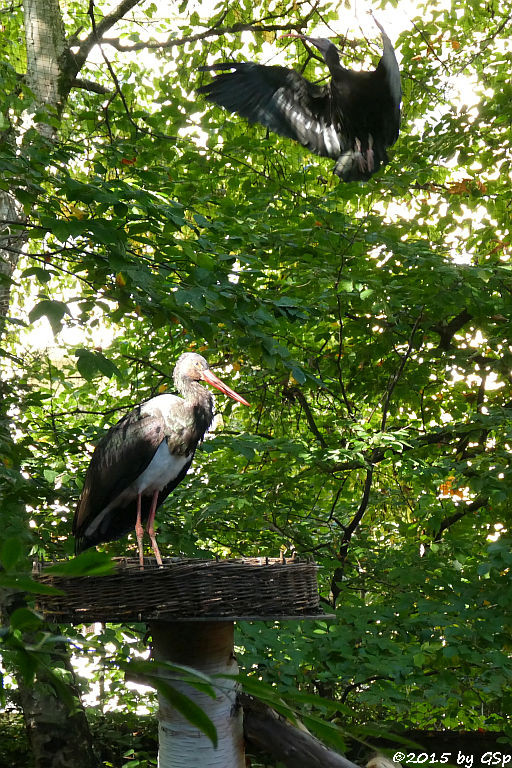 Schwarzstorch, Waldrapp