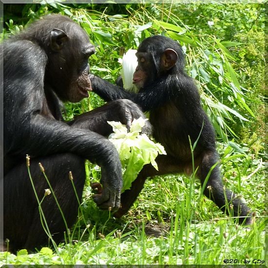 Schimpanse mit Jungtier, geb. am 5.7.09